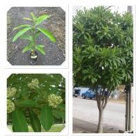 ราคา ต้นพญาสัตบรรณ ต้นตีนเป็ด ไม้มงคล (40-60cm) (43761662416)