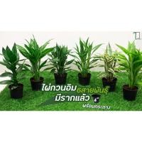 ราคา ไผ่กวนอิมมีรากพร้อมกระถาง 4 นิ้ว [ เงิน ทอง 5ต้น ] [ไผ่กวนอิมบัว 1 ต้น] กระถาง 4 นิ้ว (มีราก) ความสูง 30cm (11179606157)