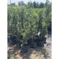 ราคา ต้นสนใบพาย หรือ ต้นสนจักรพรรดิ ไม้สิริมงคลเสริมความรุ่งเรืองร่ำรวย ต้นสูง80-100ซม. (22200169832)