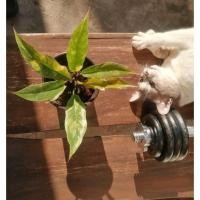 ราคา ฟิโลเดนดรอน ใบเลื่อยด่าง Philodendron ring of fire variegated ไม้ด่าง ใบสวย ด่างชัด ทรงต้นสวย มีใบจำนวน 6 ใบ (12865885905)