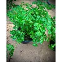 ราคา Parsley พาสเลย์ใบหยิก Curled Parsley สมุนไพรฝรั่ง ใช้ตกแต่งจานอาหาร กลิ่นหอมช่วยดับกลิ่นคาว วิตามินซีสูง ต้านอนุมูลอิสระ (25745046688)