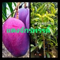 ราคา พันธุ์มะม่วงแดงจักรพรรดิ์หรือยูเหวิน กิ่งทาบ สูง80ซม. (5094411202)