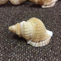 ราคา เปลือกหอยสังข์กบ ขาวนวล หอยแปลกหายาก ราคาตัวละ (4142250966)