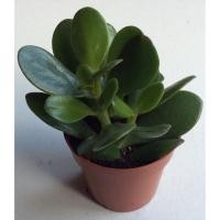 ราคา ขายส่ง เมล็ดพันธุ์คลาสซูล่า crassula Jade Plant ต้นคลาสซูล่า ต้นไม้สวรรค์ ต้นใบเงิน ต้นมันนี่ ต้นไม้แห่งความสุข บอนไซ (1167976159)