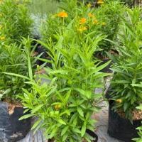 ราคา ทารากอน (Taragon) ดอกสีเหลือง ถุง 5 นิ้ว (5335063202)