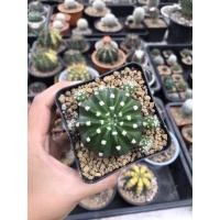 ราคา อิชินอปซิส (Echinopsis) (13619699890)