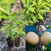 ราคา ต้นชมพู่น้ำดอกไม้ ผลไม้โบราณ (55056625883)