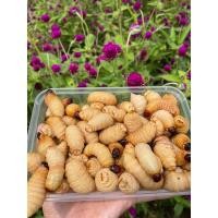 ราคา ด้วงสาคู ด้วงมะพร้าว สดและทอด (11118991364)