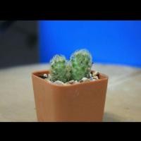 ราคา กระบองเพชรแมมนิ้วทองmammillaria elongate (272004421)