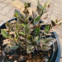 ราคา กวักทับทิม ไม้ด่างดำน่าสะสม เลี้ยงแดด 100% ใบยิ่งดำด่างชมพูสวย (41576923149)