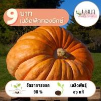 ราคา เมล็ดฟักทองยักษ์ 2เมล็ด 9บาท (26077635514)