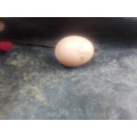 ราคา ไข่ไก่เชื้อไข่ไก่ป่าหูขาวและหูดำฟองละ20 (26928173525)