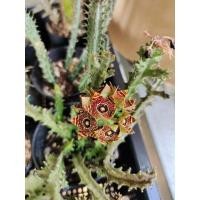 ราคา เก๋งจีนเพชรตาแมว Caralluma Crenulata [ส่งทั้งกระถาง] (25281571930)