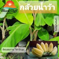 ราคา หน่อกล้วยน้ำว้า กล้วยน้ำว้า ปลูกทานเองที่บ้าน สวนเขาหมาก (8413805650)