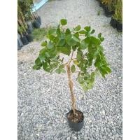 ราคา ต้นแก้วเจ้าจอมพันธุ์ผสม 4+6 ใบ แบบกิ่งตอน (18979466521)