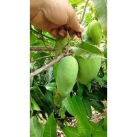 ราคา มะม่วงดิบ สำหรับทำน้ำยำ มะม่วงอินทรีย์แท้ เปรี้ยวกำลังดี ทำยำอร่อย กรอบ กำลังดี (53157280198)