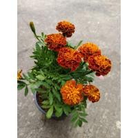 ราคา ดาวเรือง ฝรั่งเศส ในกระถาง 5 นิ้ว ชุด 2 กระถาง (41628901306)