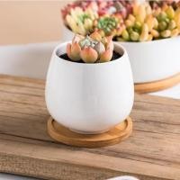 ราคา PlantsCenter T204 กระถางต้นไม้ เซรามิกขาวทรงกลม มีถาดรองไม้ ขนาด เป็นเซรามิกเคลือบเงา ปลูกแคคตัส (15310457507)