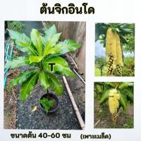 ราคา ต้นจิกอินโด จิกอินโด (เพาะเมล็ด) (41271957422)