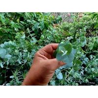 ราคา Eucalyptus Baby Blue & Silver Dollar (22646780266)