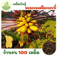 ราคา เมล็ดพันธุ์มะละกอเหลืองกระบี่ จำนวน 100 เมล็ด (44753504733)