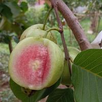 ราคา พร้อมส่ง‼️1KG ฝรั่งไส้แดงหงเป่าสือ ปลอดสาร เก็บสดๆจากสวนทุกวัน (27428945288)