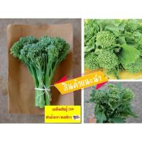 ราคา เมล็ดพันธุ์ บรอคโคลี่ ราพพินี( บร็อคโคลี่ ) - Rapini Broccoli 400 เมล็ด บร็อคโคลี่ สายพันธุ์ทานยอดอ่อน นำเข้าจาก #USA (3150367101)