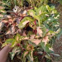 ราคา ต้นสามกษัตริย์ (ทอง นาค เงิน ไม้มงคลเสริมโชคลาภและความโชคดี) (6536638555)