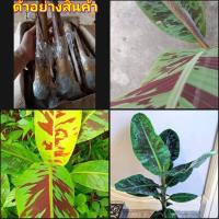 ราคา (2ต้น)(vาย ต้นพันธุ์) ต้น หน่อ กล้วยเถื่อน กล้วยลายทหาร กล้วยใบด่าง กล้วยด่าง กล้วยลาย กล้วยใบลาย กล้วยป่า กล้วย ป่า ha (15561993200)
