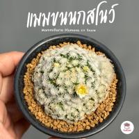 ราคา แมมขนนกสโนว์ ( สโนวแคป x แมมขนนกขาว ) Mammillaria Plumosa cv Snowแคคตัส กระบองเพชร cactus&succulent (17395638783)