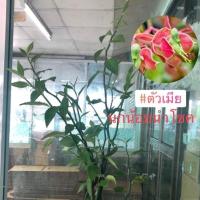 ราคา นกน้อย/นกน้อยนำโชค #ตัวเมีย ...พร้อมส่ง (11514406231)