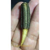 ราคา เขี้ยวเก่าถักลวดทองแดง ไม่ทราบที่ (24950759013)