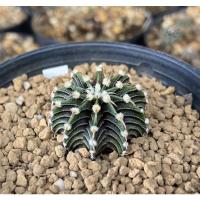 ราคา Cactus​ gymnocalycium​ VOS 014A แท้ (15459689936)