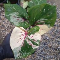 ราคา เศรษฐีหมื่นล้าน บอนสี ✅ได้ต้นตรงตามตัวเลือกส่งของทุกวัน (19782891081)