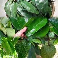 ราคา ใบทุเรียนเทศ ทุเรียนน้ำสด แพ็ค 100 ใบ (100กรัม)ช่วยต้านเซลล์มะเร็ง (18386056748)