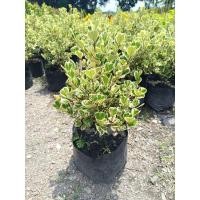 ราคา ต้นหัวใจเศรษฐี ต้นสาริกาด่าง ต้นไทรหัวใจด่าง ถุง 8 นิ้ว ฟอร์มสวย ชอบแดดจัด ไม้มงคล ไม้ประดับ (28162914039)