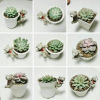 ราคา Echeveria กุหลาบหิน (3052446)