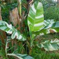 ราคา หน่อกล้วยด่าง "ฟลอริด้า" หน่อขุดสด (26189859072)