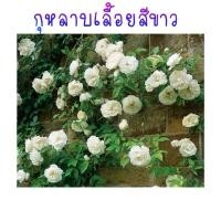 ราคา เมล็ดพันธุ์ กุหลาบเลื้อย สีขาว (9102299786)