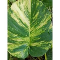 ราคา กิ่งพันธุ์พลูด่างยักษ์ (ชุดละ3กิ่ง) (42660724914)