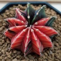 ราคา กระบองเพชร แคคตัส (Cactus) LB Hybrid ด่าง จัดส่งทั้งกระถาง (7214179168)