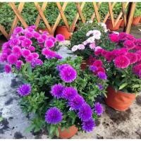 ราคา ดอกเบญจมาศ ดอกแอสเตอร์ Chinese Aster Callistephus chinensis Seeds สายพันธุ์ Chinese Aster Blue (45904671281)