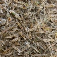 ราคา อาหารสด กุ้งฝอย 100 กรัม(ส่งด่วนเท่านั้น) (42623647405)