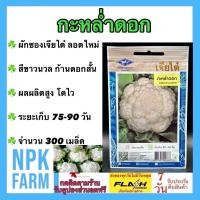 ราคา เจียไต๋ กะหล่ำดอก หมดอายุ 04/2569 จำนวน 300 เมล็ด ขาาวนวล ดอกสั้น ผลผลิตสูง ระยะเก็บ 75 วัน (27076146335)