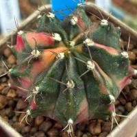 ราคา ❤️❤️มีส่งด่วน❤️❤️แคคตัส ไม้ชำหน่อ (R44) แม่ไม้เมล็ด /Cactus /Gymno/Gymnocalycium/ยิมโนด่าง (26640568807)