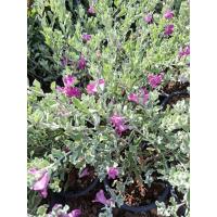 ราคา ต้นนีออนใบเงิน#กระถาง5-6นิ้ว (50057226445)