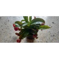 ราคา พืชกินแมลง หม้อข้าวหม้อแกงลิง สีแดง (47805297897)