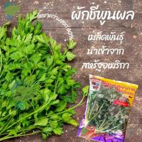 ราคา ผักชีพูนผล ผักชีปลาทอง ผักชีเมล็ดกลม (Corainder) (17742976748)
