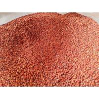 ราคา ข้าวฟ่างแดง อาหารนก หนู กระต่าย กระรอก ชูก้า Red Dali ข้าวฟ่างทำเชื้อเห็ด(1กก) (19324824622)