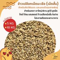 ราคา ข้าวเปลือกเม็ดมะเขือ ข้าวเปลือกเม็ดสั้น อาหารนกเขา นกแก้ว หนูแฮมสเตอร์ ไก่ชน ไก่แจ้ (บรรจุ 5KG/10KG) (27728176019)